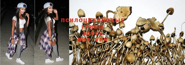 PSILOCYBIN Абинск